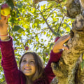 Food Assistance Programs in Southern New Hampshire: A Comprehensive Guide