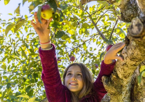Food Assistance Programs in Southern New Hampshire: A Comprehensive Guide